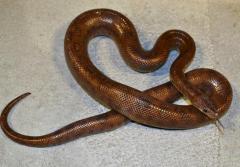 Sub Adult Colombian Rainbow Boas