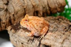 Baby Apricot Pacman Frogs