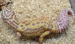 Adult Female Jungle Bell Albino Leopard Geckos