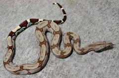 Medium Guyana Red Tailed Boas