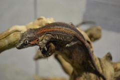 Small Striped Gargoyle Geckos