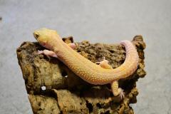 Adult Female RAPTOR Leopard Geckos