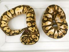 Baby Calico Pastel Ball Pythons