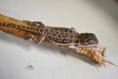 Baby Dunner Bearded Dragons