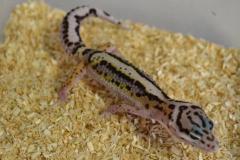 Baby Mack Snow Jungle Leopard Geckos