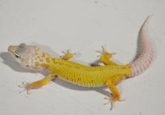 Baby Albino Leucistic Leopard Geckos