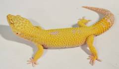 Adult Male Tremper Sunglow Leopard Geckos