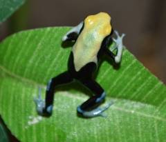 Yellow Back Tinc Dart Frogs