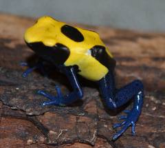 Citronella Tinc Dart Frogs