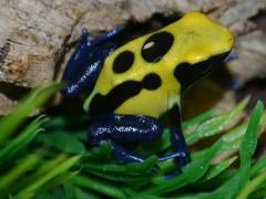 Nikita Tinc Dart Frogs