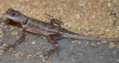 Guyana Collared Lizards