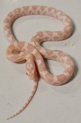 Baby Snow Cornsnakes