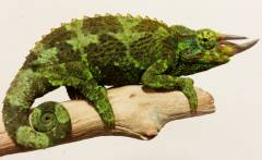 Medium Jacksons Chameleons