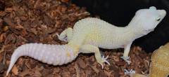 Adult Male Rainwater Patternless Albino Leopard Geckos