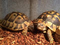 Medium Eastern Hermanns Tortoises