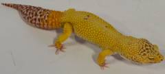 Adult Female Bell Sunglow Leopard Geckos