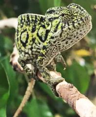 Carpet Chameleons