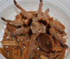 Arizona Blonde Tarantulas