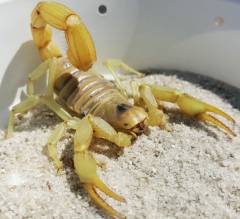 Desert Hairy Scorpions