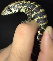 Baby Blue Tegus