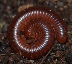 Scarlet Millipedes