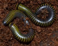 Bumblebee Millipedes