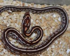 Baby Okeetee Tessera Cornsnakes