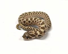 Baby Western Hognose Snakes