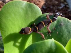 Baby Chinese Cave Geckos