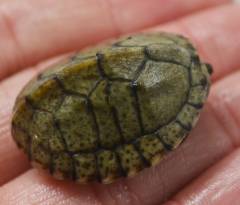 Baby Razor-backed Musk Turtles