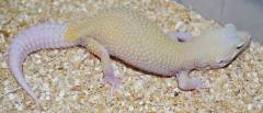 Adult Male Cyclone Leopard Geckos