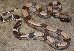 Baby Suriname Red Tailed Boas