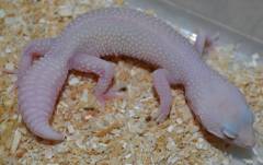 Adult Female Bell Blazing Blizzard Leopard Geckos