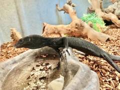 Black Tree Monitors