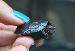 Baby Red Cheeked Mud Turtles