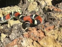 Sub Adult Tri Color Hognose Snakes