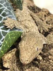 Baby Female Pine Island Leachianus Geckos