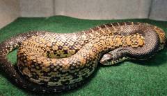 Madagascar Giant Hognose Snakes