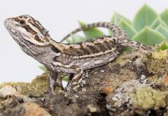 Baby Bearded Dragons