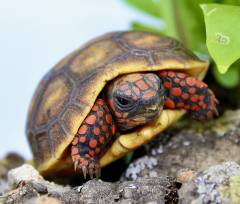 Baby Red Foot Tortoises