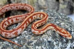 Baby Albino Tessera Cornsnakes