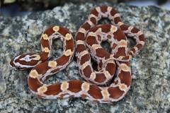 Baby Ultramel Cornsnakes