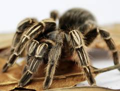 Costa Rican Stripe Knee Tarantulas