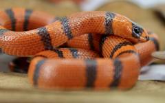 Baby Tangerine Honduran Milksnakes