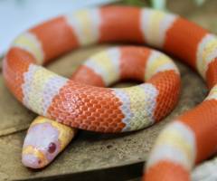 Baby Albino Honduran Milksnakes