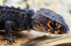 Red Eyed Crocodile Skinks