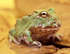 Baby Green Pacman Frogs