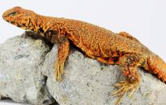 Red Nigerian Uromastyx