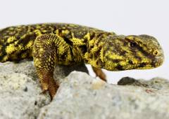 Yellow Nigerian Uromastyx