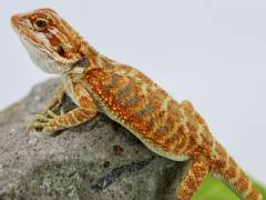 Small Blue Bar Bearded Dragons